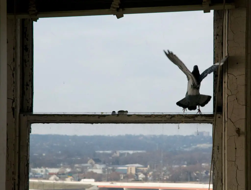 bird in abandoned building