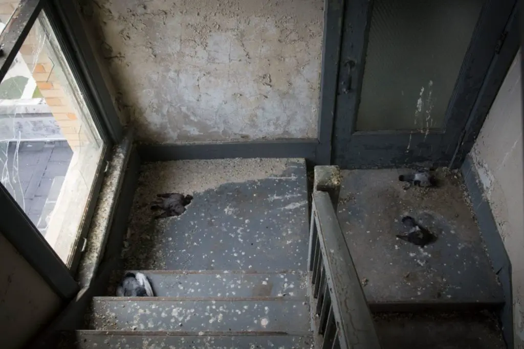 dead birds on stairs